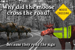 Moose Crossing